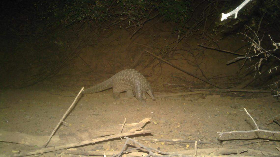 A trail camera at Niokolo-Koba National Park photographed a rare giant pangolin, a species last seen in 1999 and feared locally extinct, study said.