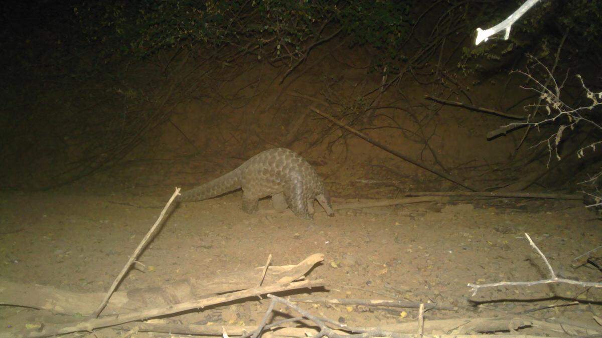A trail camera at Niokolo-Koba National Park photographed a rare giant pangolin, a species last seen in 1999 and feared locally extinct, study said.