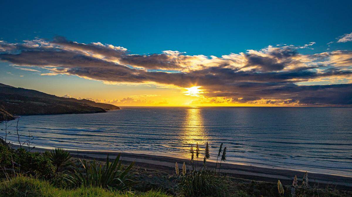 On an island off the coast of New Zealand, an endangered species is getting another chance.