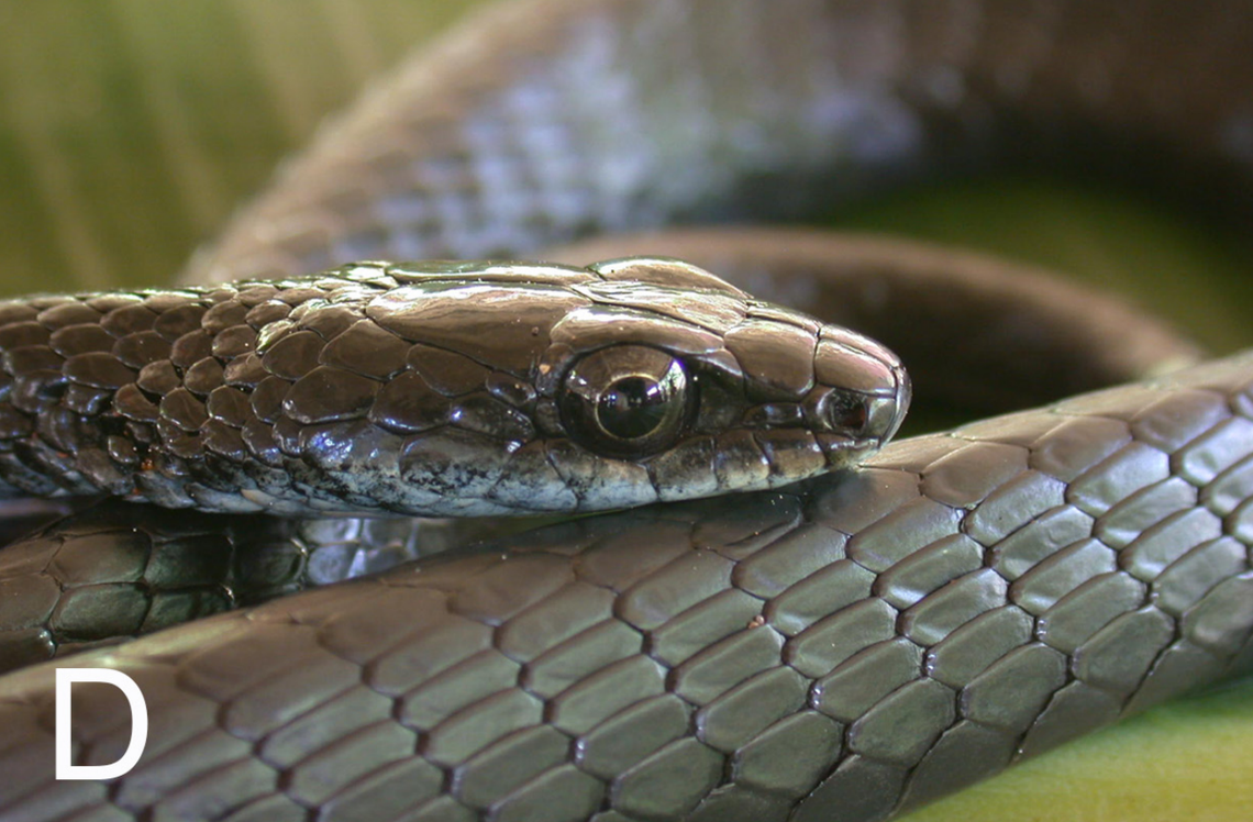 A Dendrelaphis atra, or atra tree snake.