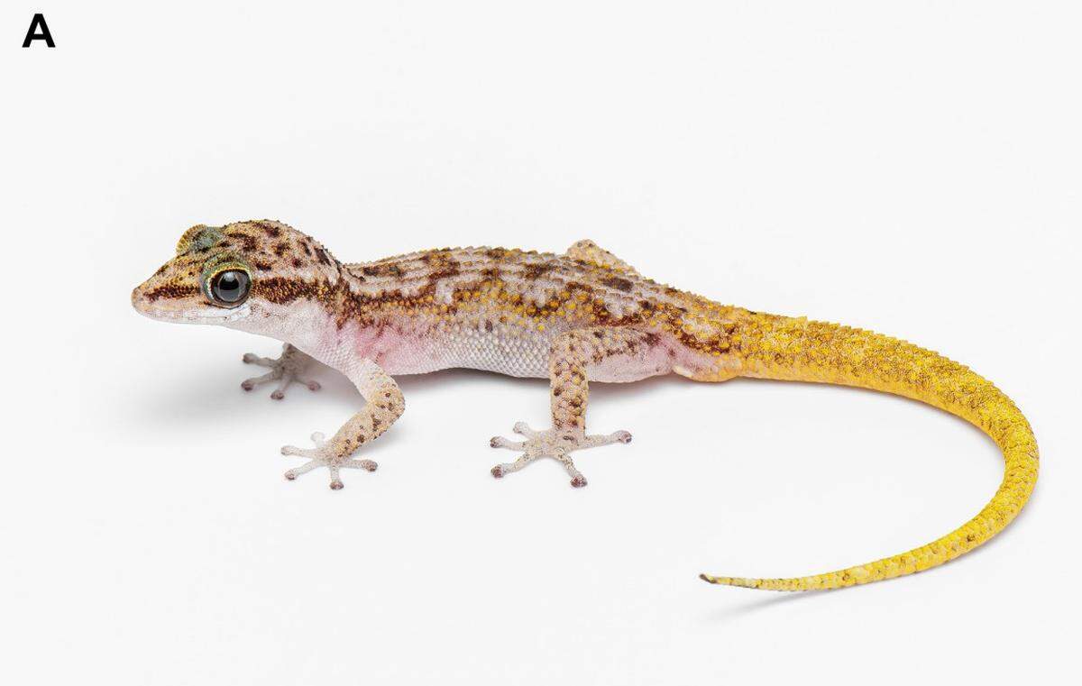 A Dixonius chotjuckdikuli, or Khao Ebid leaf-toed gecko.