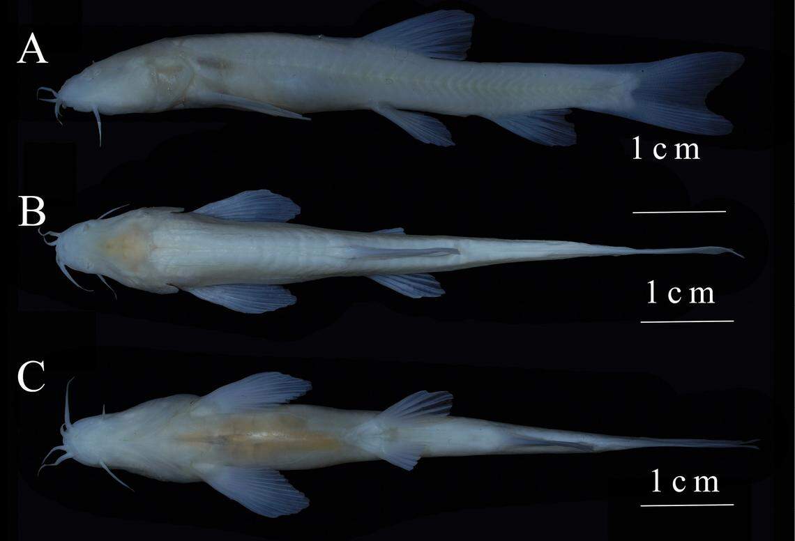 Several views of a Triplophysa baishuijiangensis, or Baishuijiang high-plateau loach.
