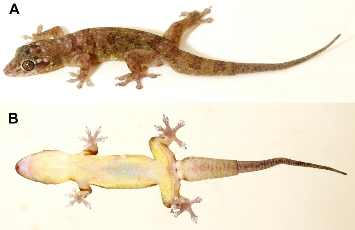 A Gehyra shiva, or Shiva four-clawed gecko, seen from above and below.