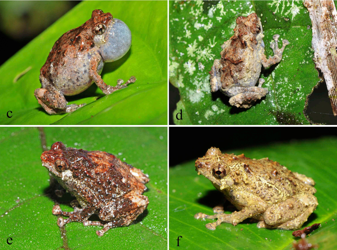 Several Choerophryne frieda, or Frieda River frogs.