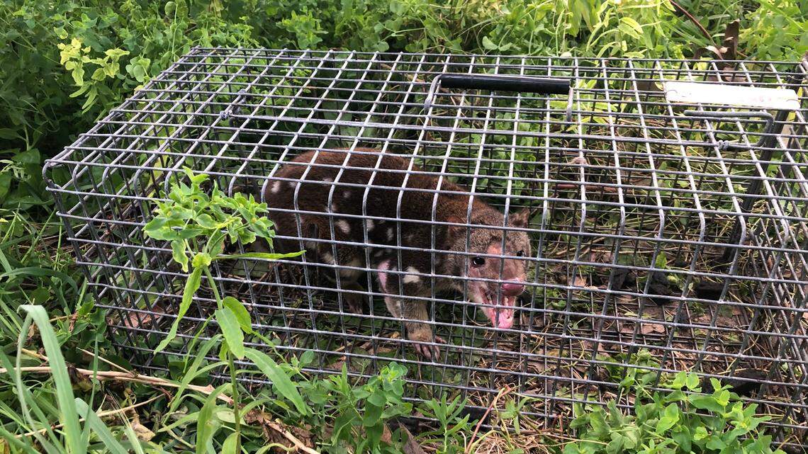 A farmer in Australia tried to protect his chickens and captured a creature considered locally extinct for 130 years, wildlife officials said.