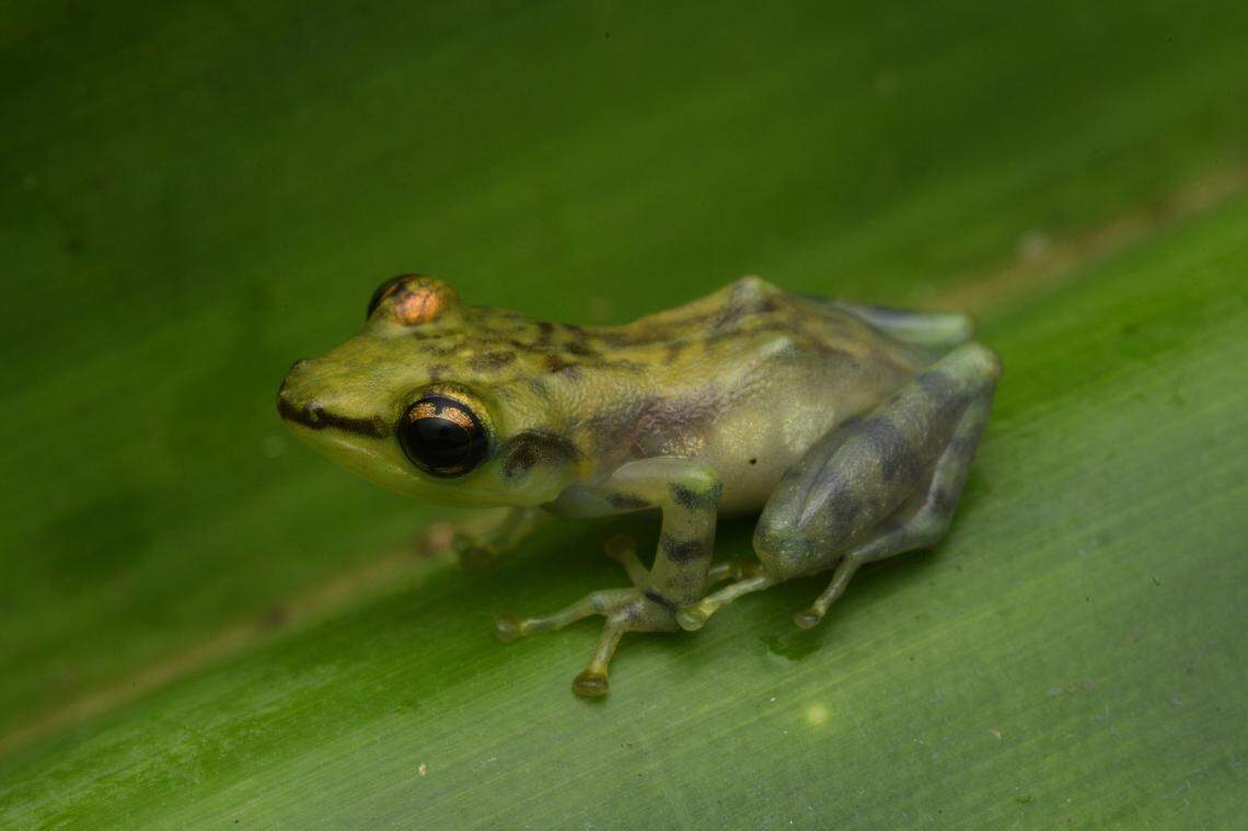 A Guibemantis rianasoa, or beautiful waterfall frog, perched on a plant.