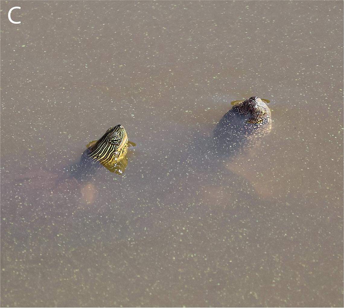 A Chinese stripe-necked turtle (left) and European pond turtle (right) on Lesvos.