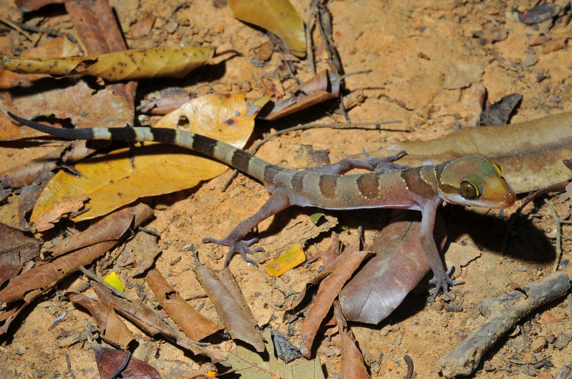 A Cyrtodactylus sakaeratensis, or Sakaerat bent-toed gecko.