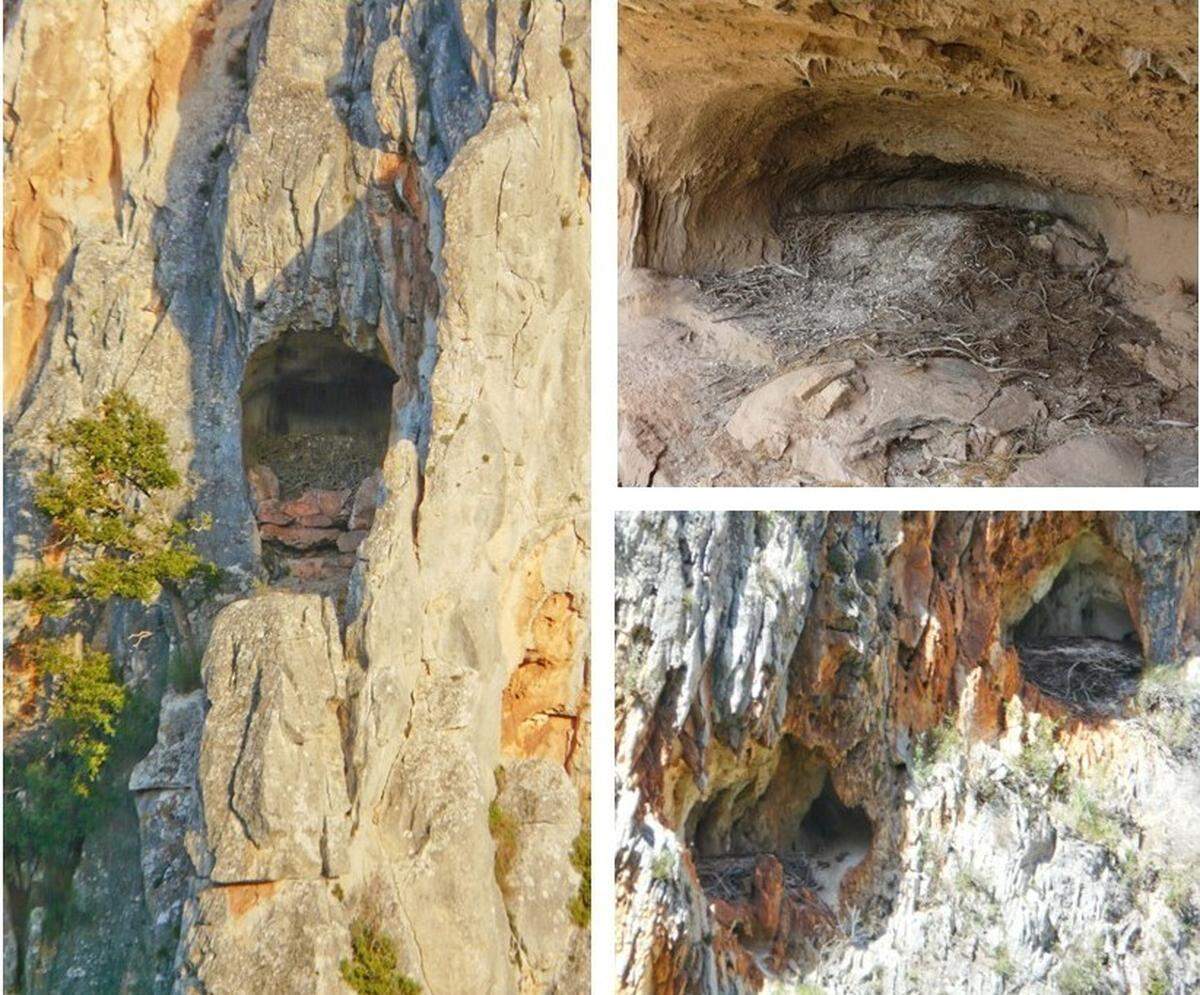 Some abandoned bearded vulture nests found in southern Spain and analyzed.