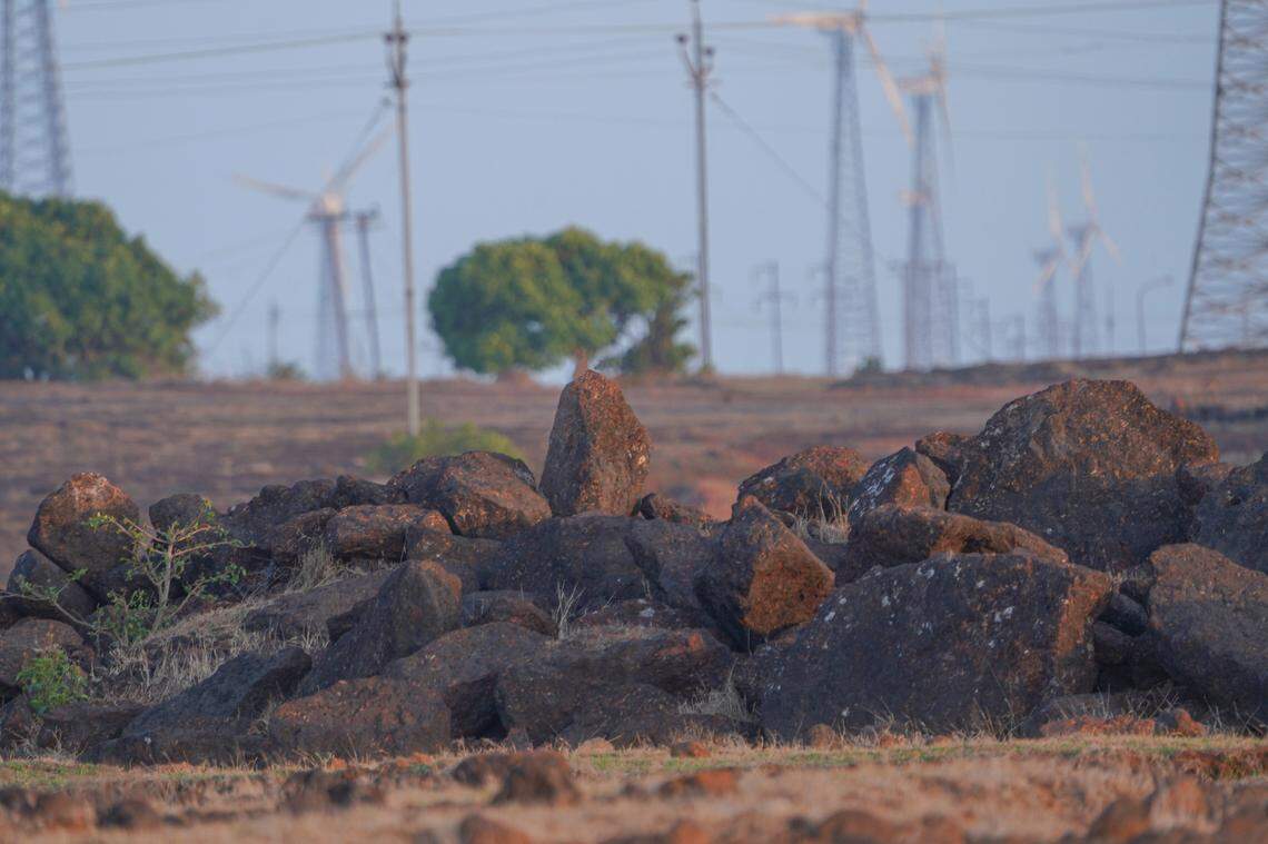 Scientists found a spiky creature with “large” brown eyes hunting near a windmill farm and discovered a new species, a study said.