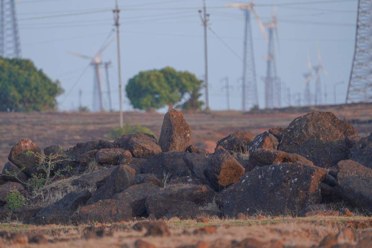 Scientists found a spiky creature with “large” brown eyes hunting near a windmill farm and discovered a new species, a study said.