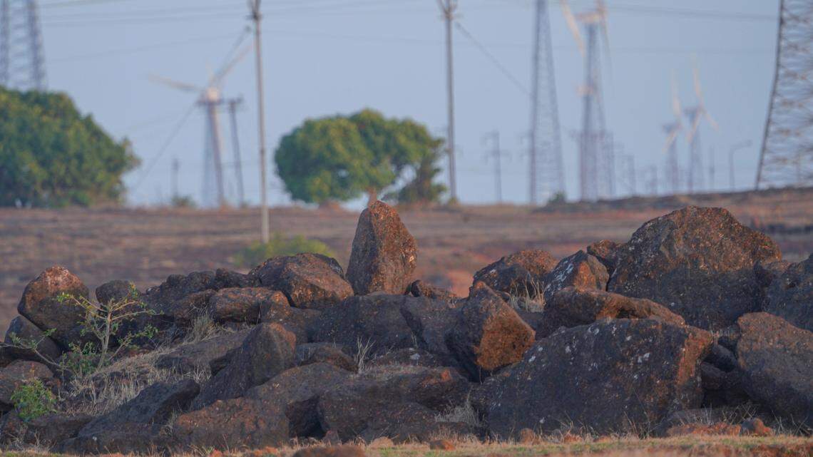 Scientists found a spiky creature with “large” brown eyes hunting near a windmill farm and discovered a new species, a study said.