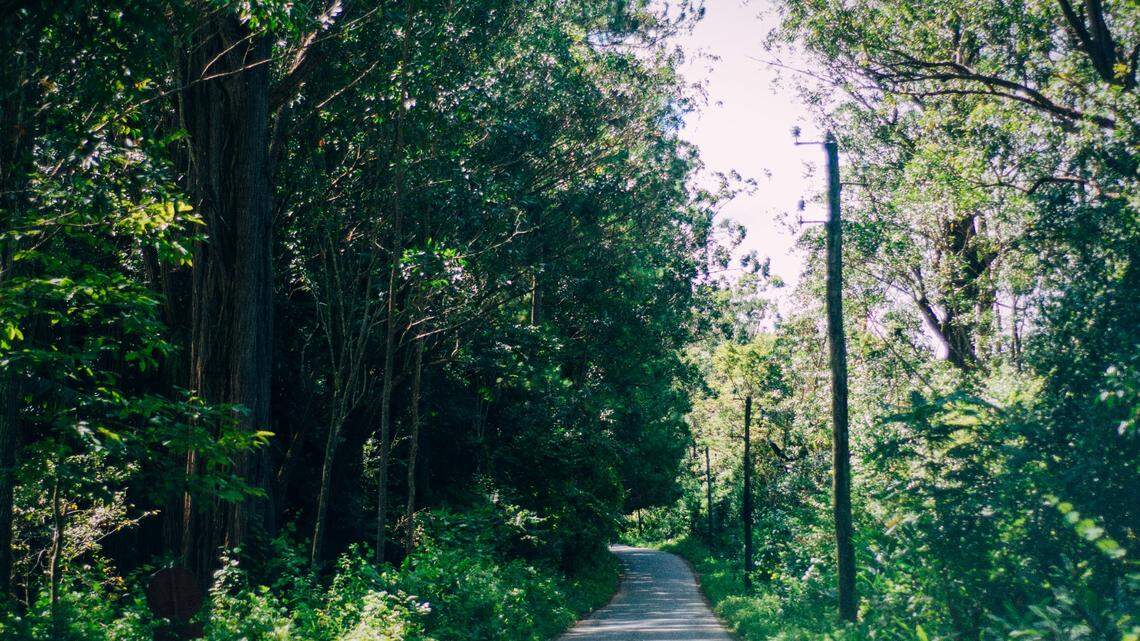 Scientists found a “dwarf”-like creature sleeping in a forest of Madagascar and discovered a new species, a study said. Photo shows a representative area.