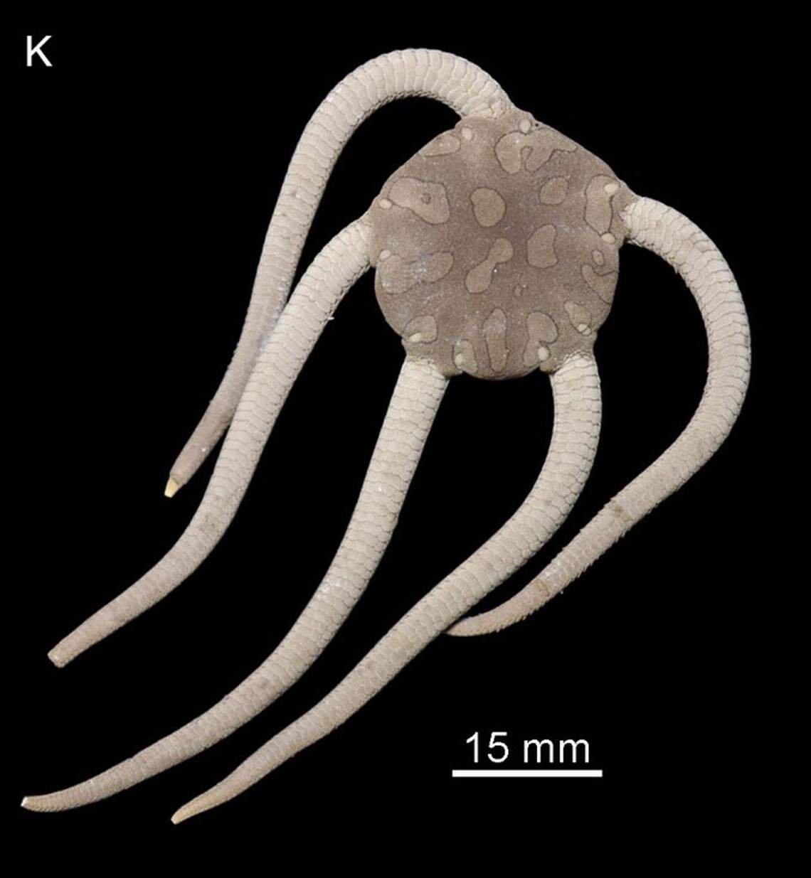 A preserved Ophioderma aija, or Aija brittle star.