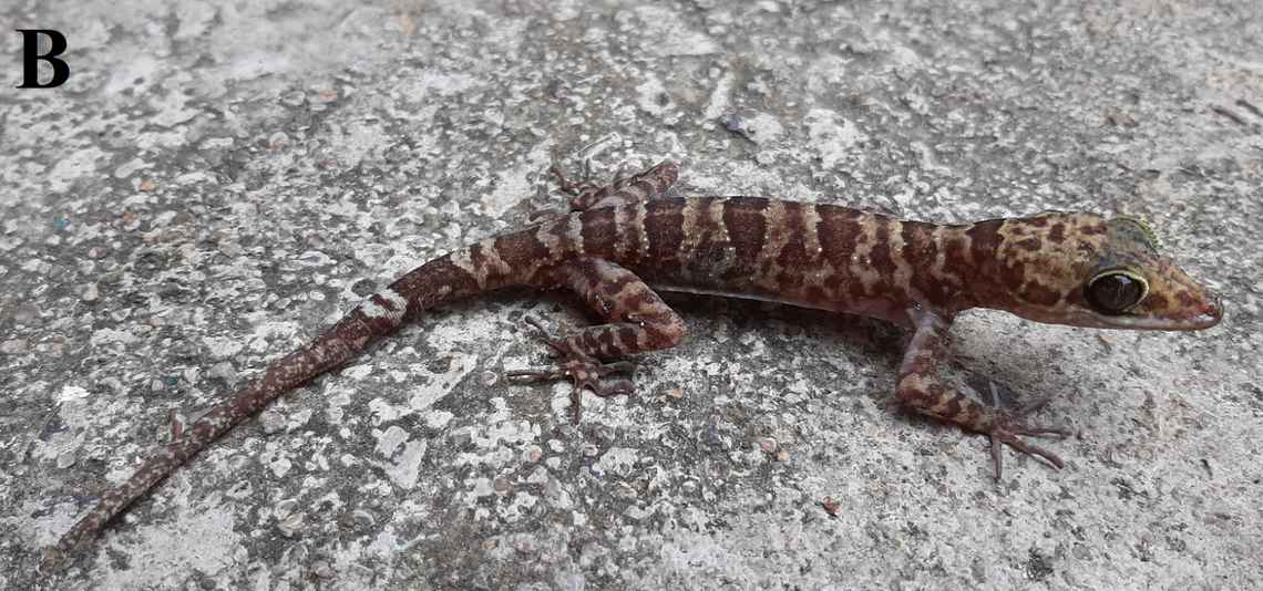 A Cyrtodactylus ayunpaensis, or Ayun Pa bent-toed gecko.