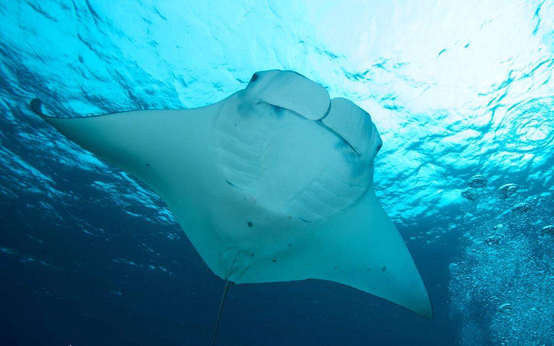 A Mobula yarae, or Atlantic manta ray, seen from below.