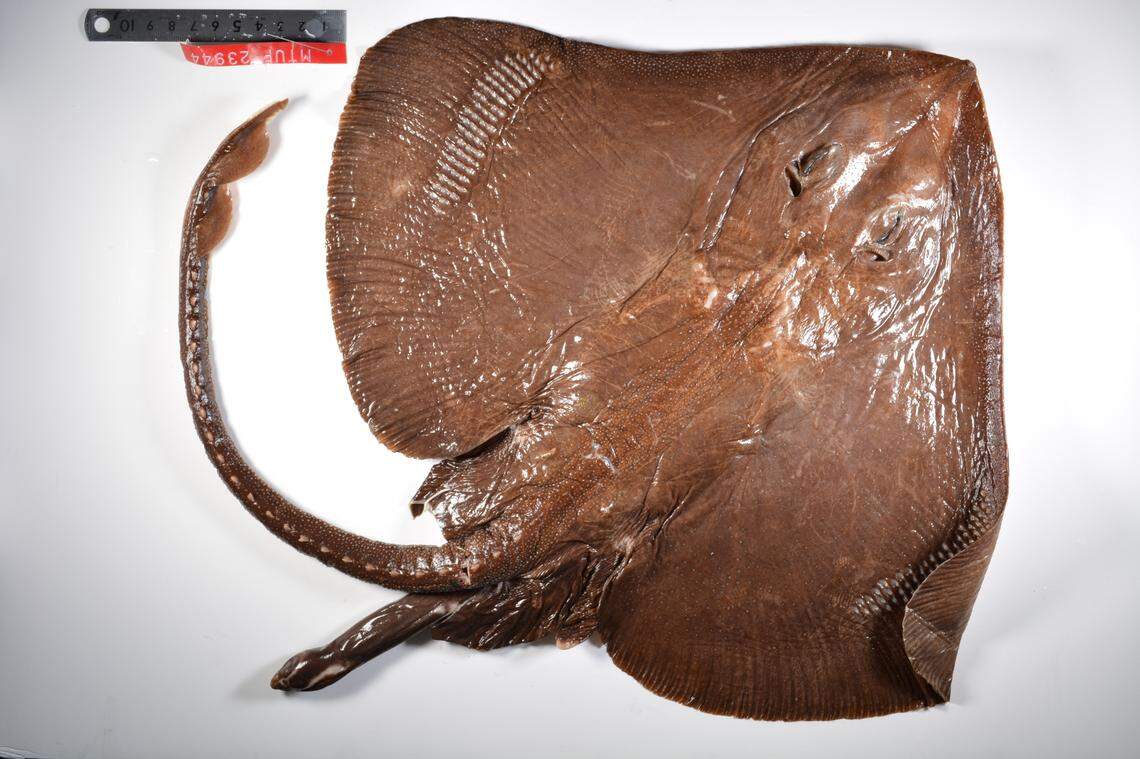 A Bathyraja nansei, or Nansei skate, seen preserved.