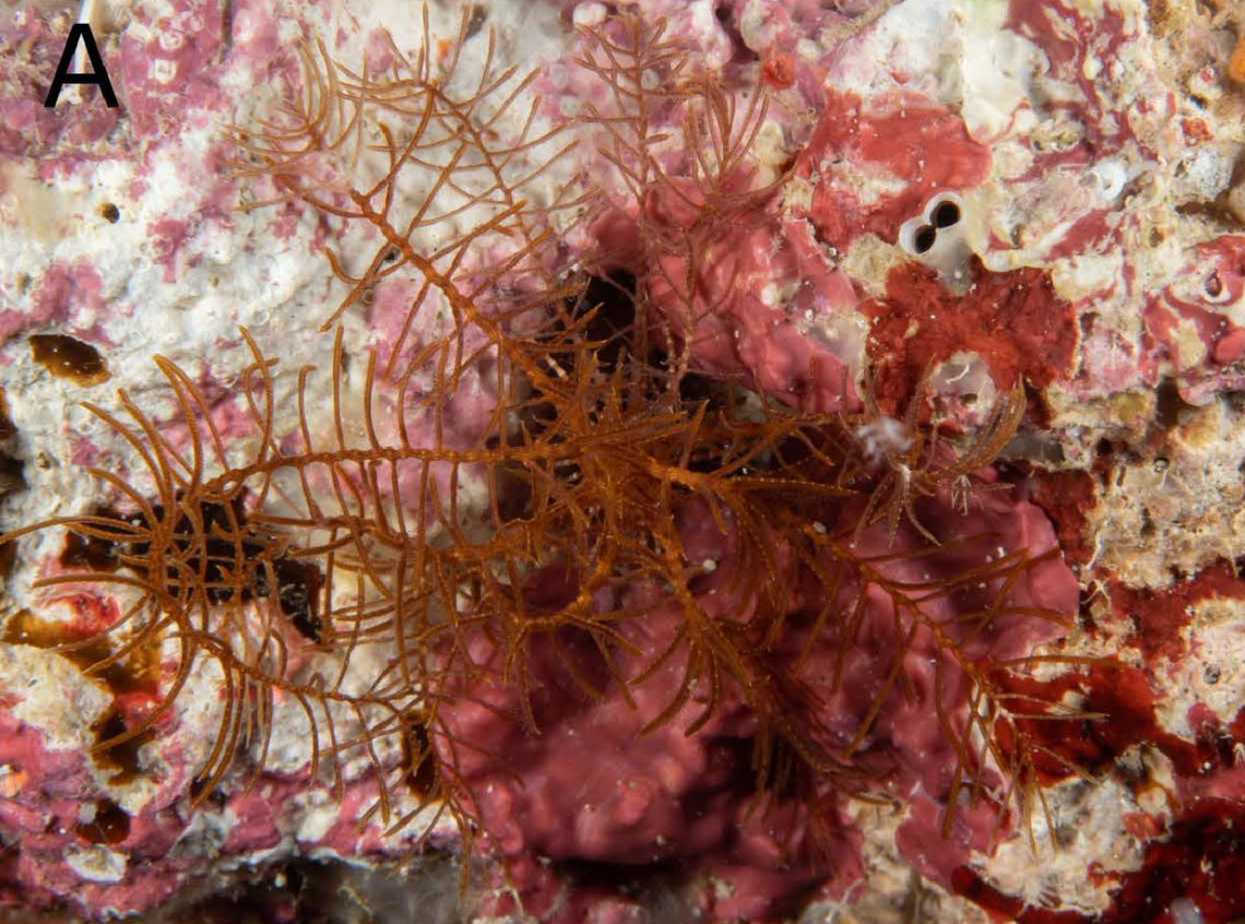 A Nesometra integra, or complete feather star, with “solid” coloring.