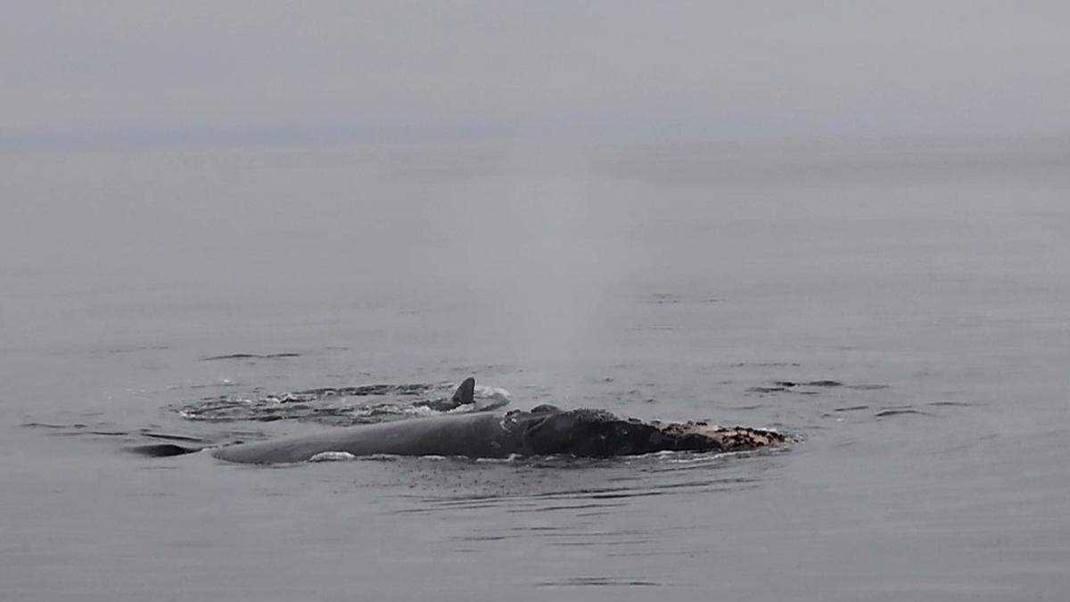 Elizabeth Inrig and her brother spotted at least three North Atlantic right whales in Canada.
