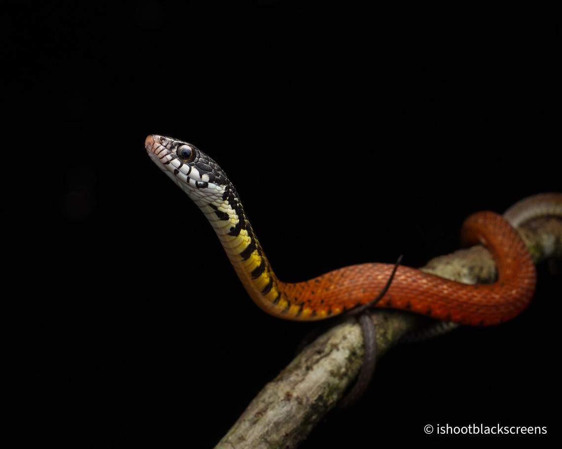 A close-up view of the Peters’ keelback snake, or Hebius petersii.