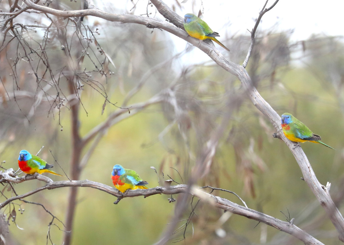 A flock of scarlet-chested parrots in a tree at Scotia Wildlife Sanctuary.