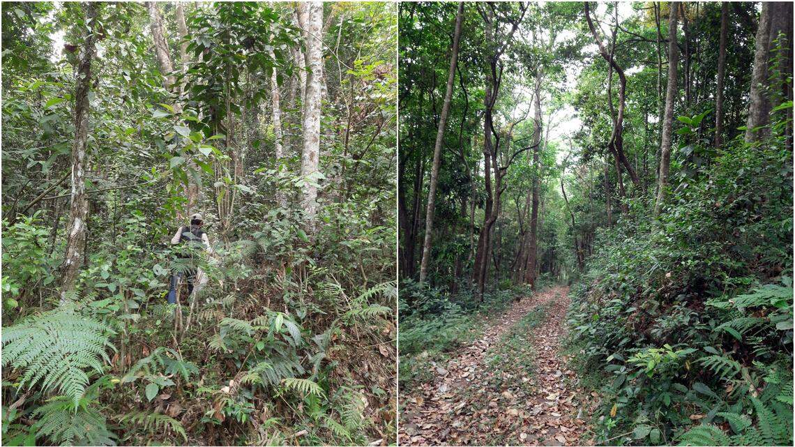 Scientists found a colorful animal basking in the sun in India and discovered a new species, a study said.