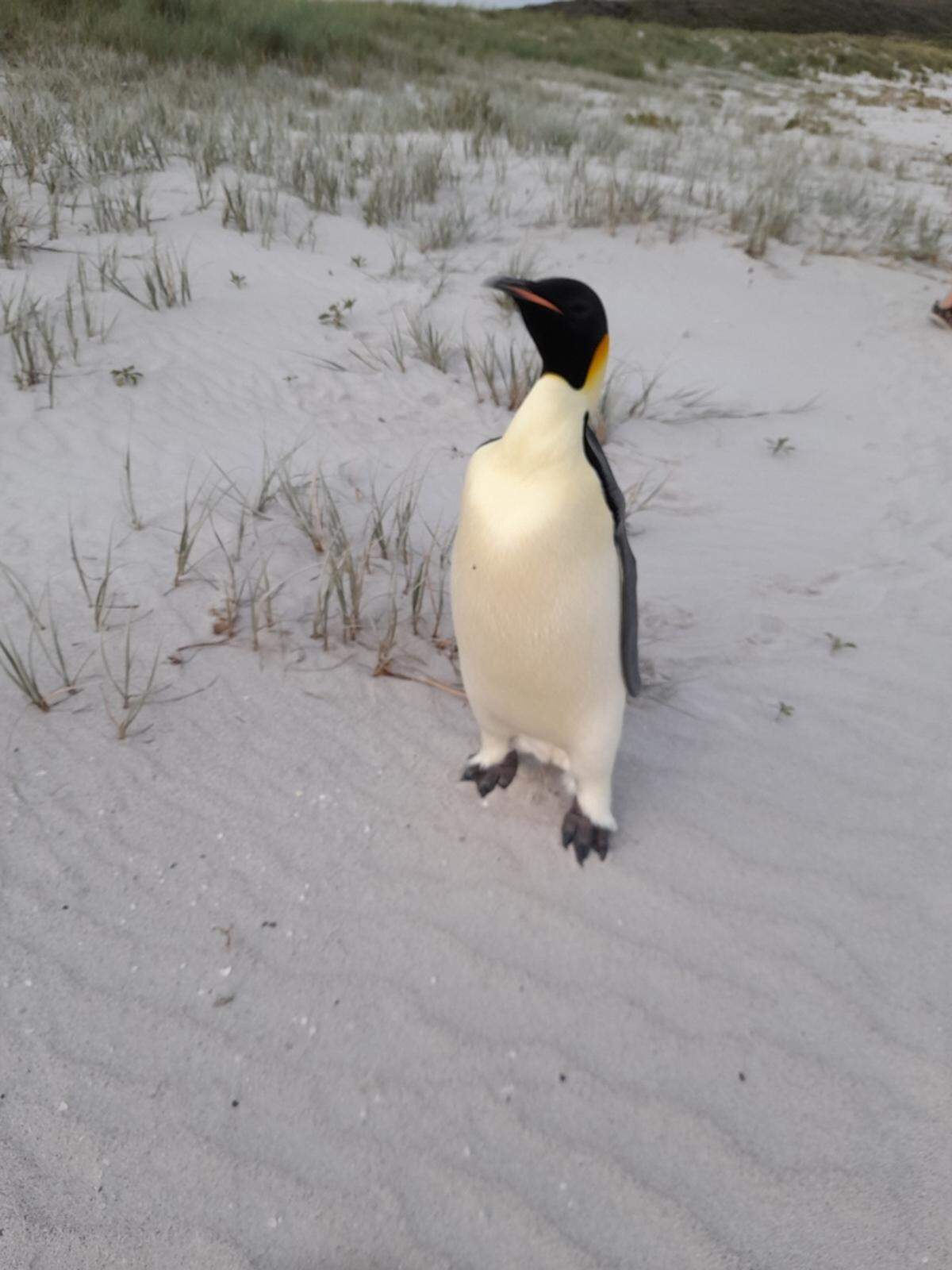 The emperor penguin seen on a beach in Denmark, Western Australia.