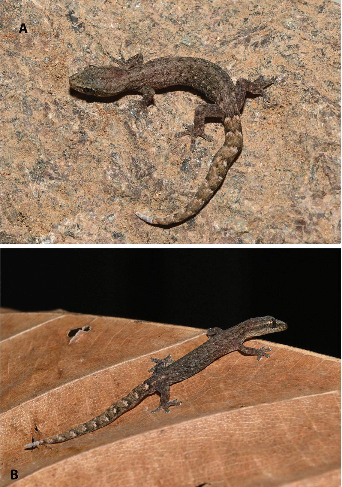 A Hemiphyllodactylus venkatadri, or Venkatadri slender gecko.
