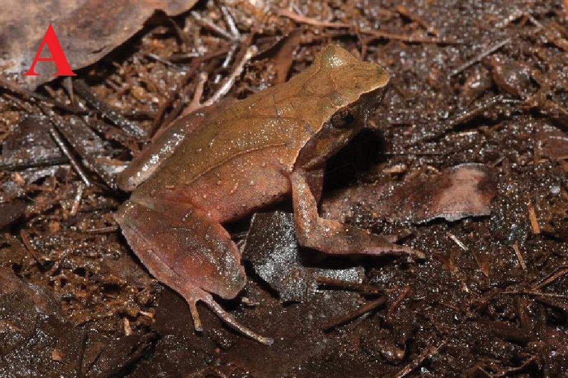 An Xenophrys yingjiangensis, or Yingjiang horned toad.