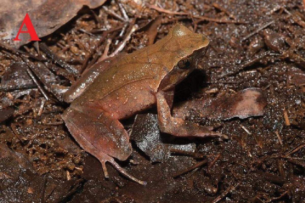 An Xenophrys yingjiangensis, or Yingjiang horned toad.