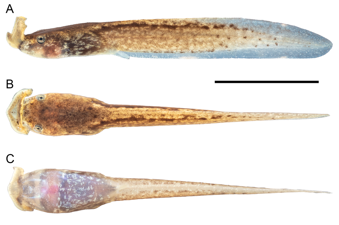 The tadpoles were found in puddles formed by a leaky artificial reservoir, according to a study.