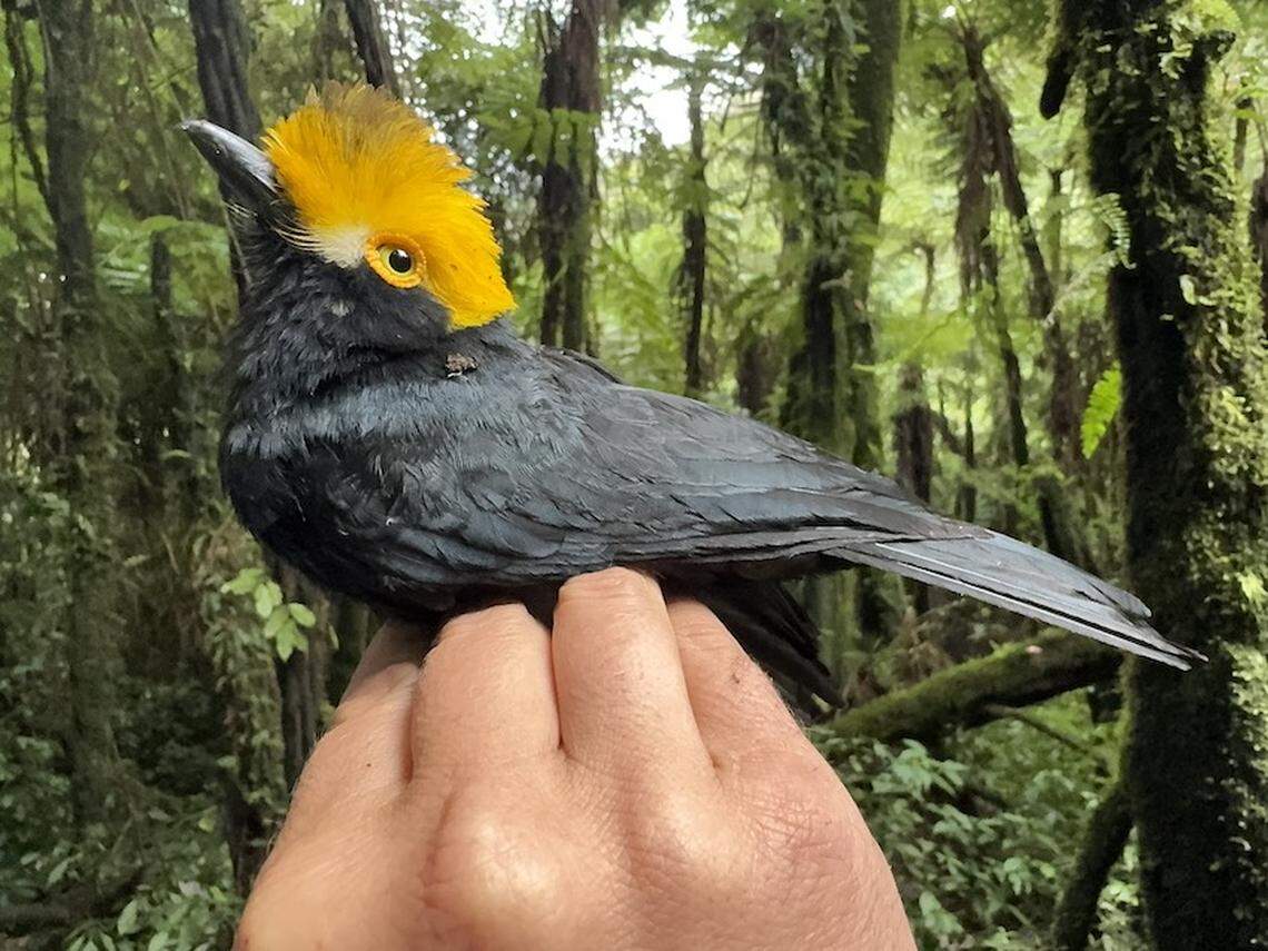 A yellow-crested helmetshrike bird seen for the first time in decades.