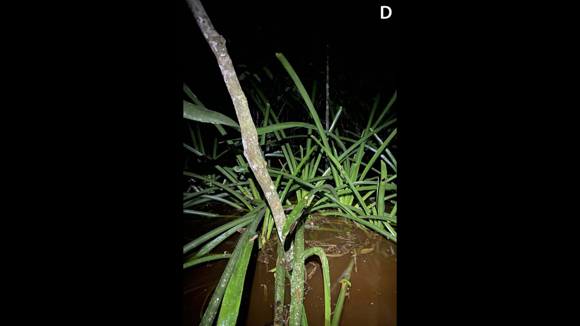 Scientists found a forest creature with red eyes and a bumpy belly in a muddy pond and discovered a new species, a study said.