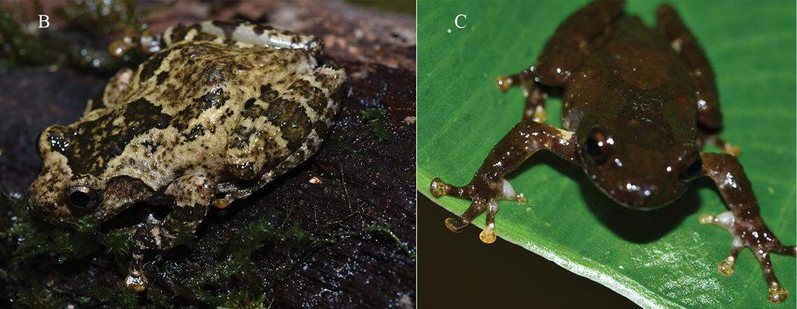 Two more Gracixalus liusanjieae, or Maoershan small tree frogs, with varied coloring.