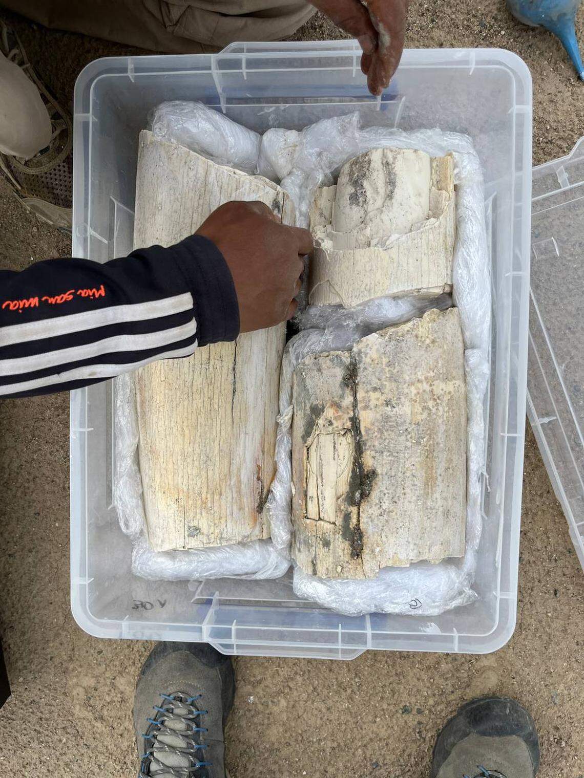 The mammoth tusk fragments found at the quarry.