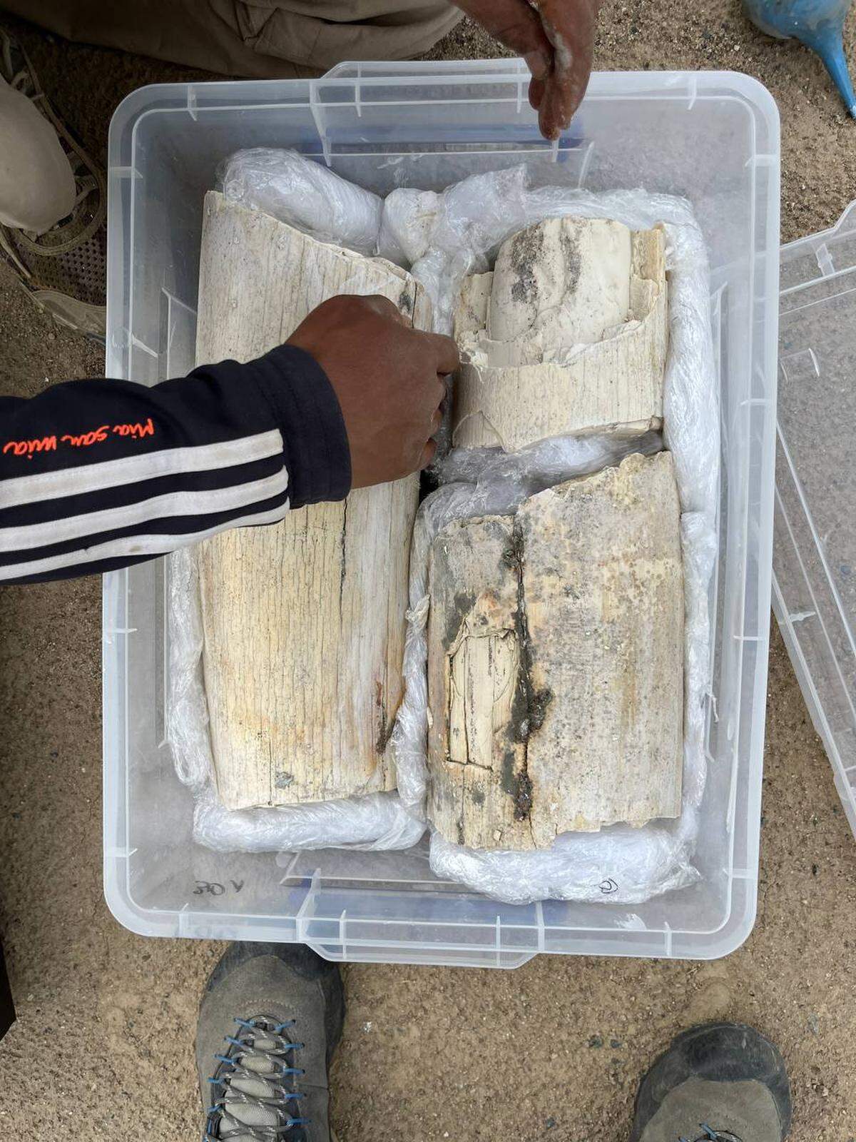 The mammoth tusk fragments found at the quarry.