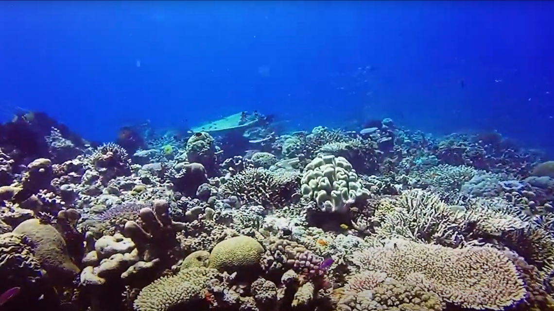 Scientists found a “dwarf”-like sea creature on a coral reef in Papua New Guinea and discovered an “iridescent” new species, a study said.