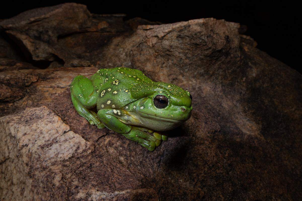 The normal green coloring of a magnificent tree frog.