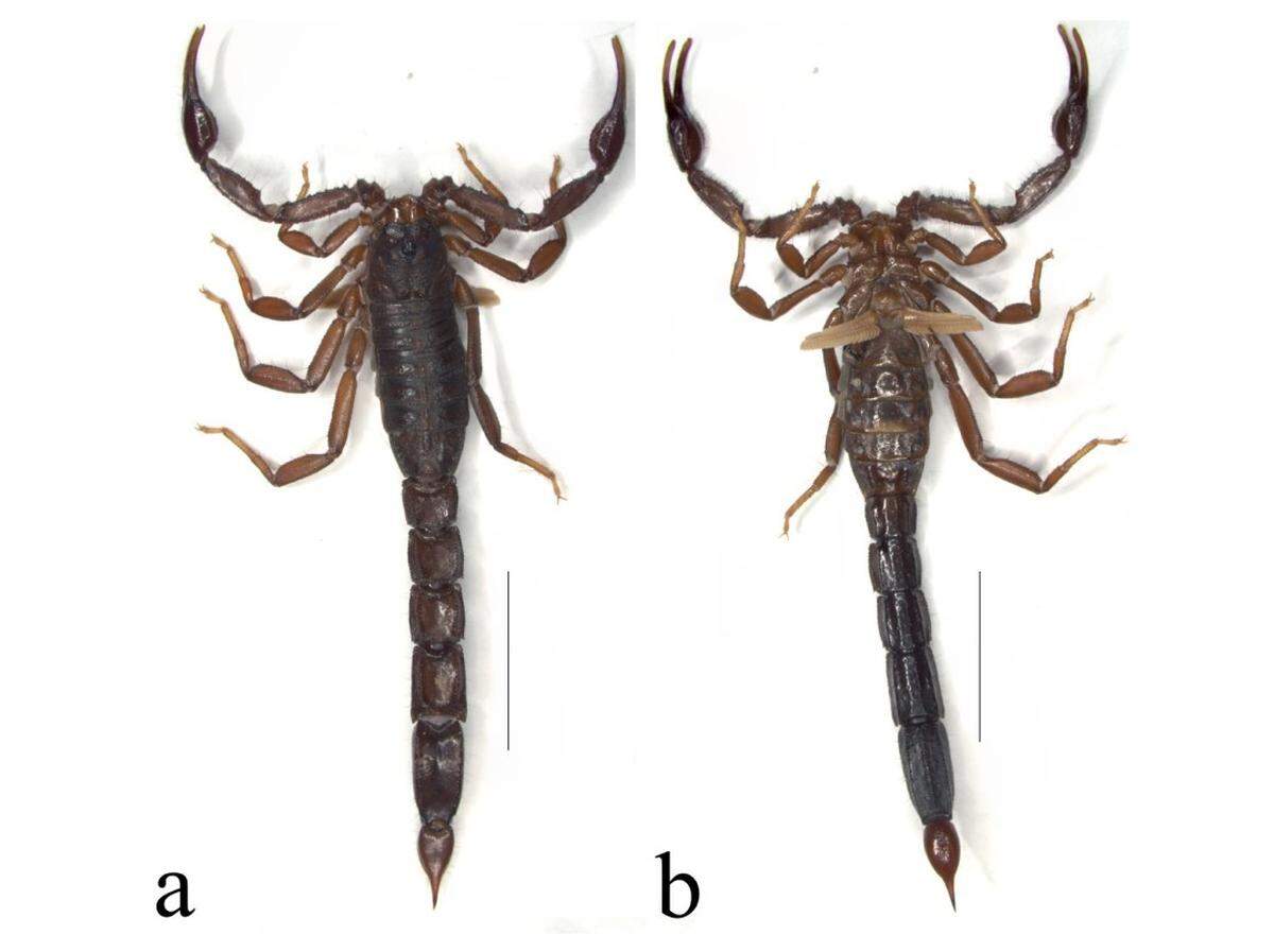 A Vaejovis castanoae, or Castaño’s scorpion.