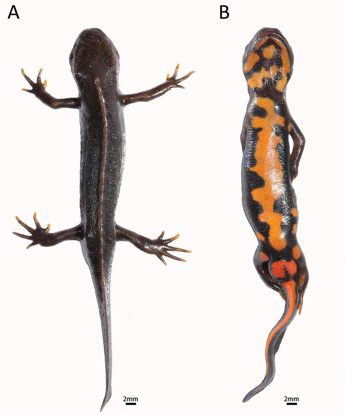 A Hypselotriton (Cynotriton) oolong, or oolong fire-bellied newt, seen from above and below.