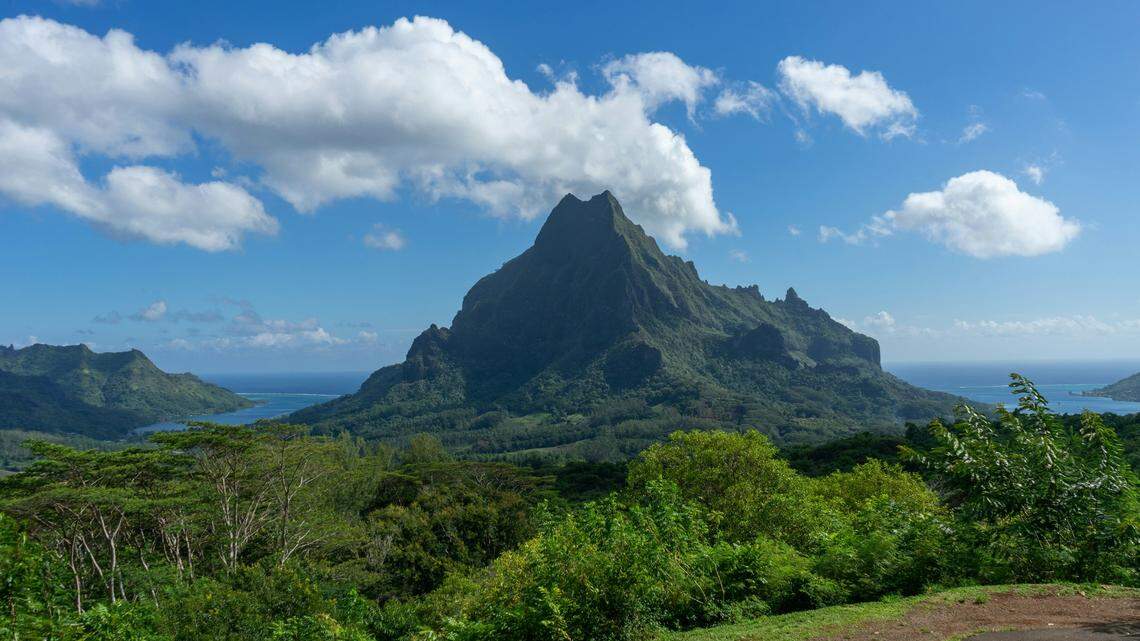 The wild-born adults of the species previously declared extinct from its natural habitat were found on the island of Moorea in French Polynesia.