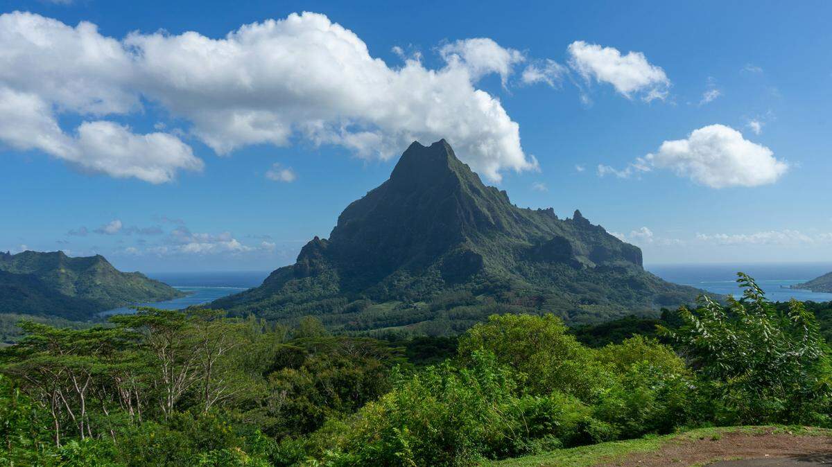 The wild-born adults of the species previously declared extinct from its natural habitat were found on the island of Moorea in French Polynesia.