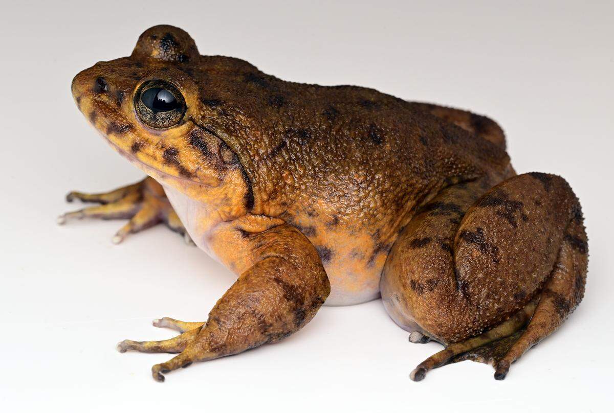 A Mantidactylus lovei, or Love’s giant stream frog.