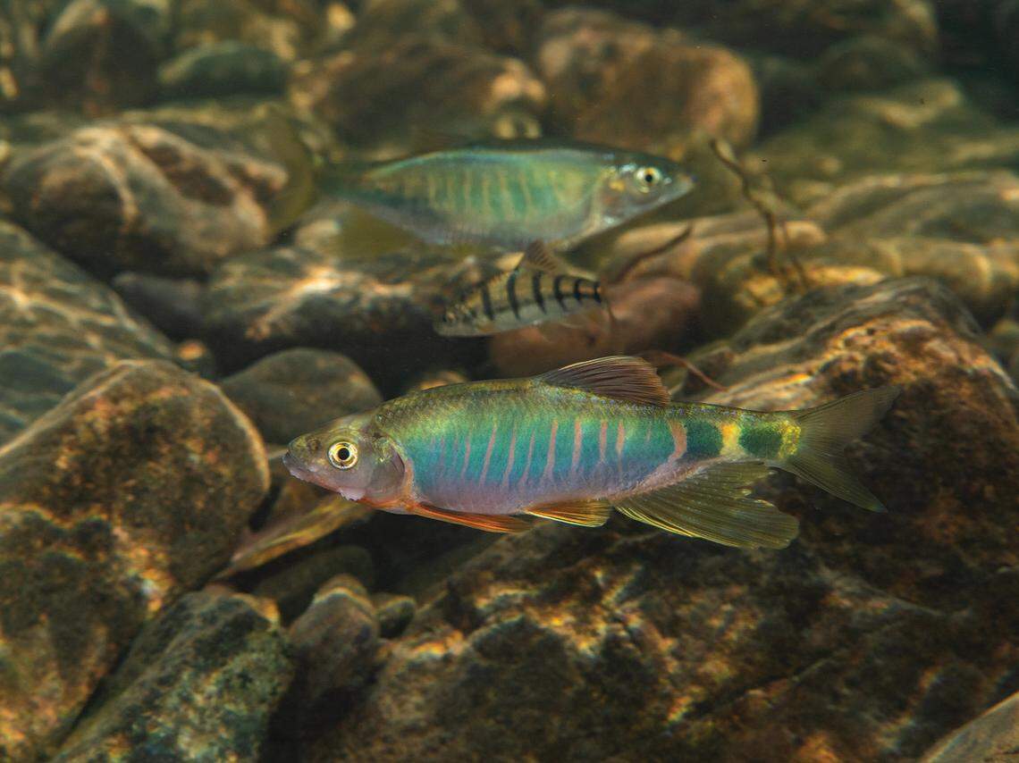 An Opsariichthys iridescens, or iridescent minnow.