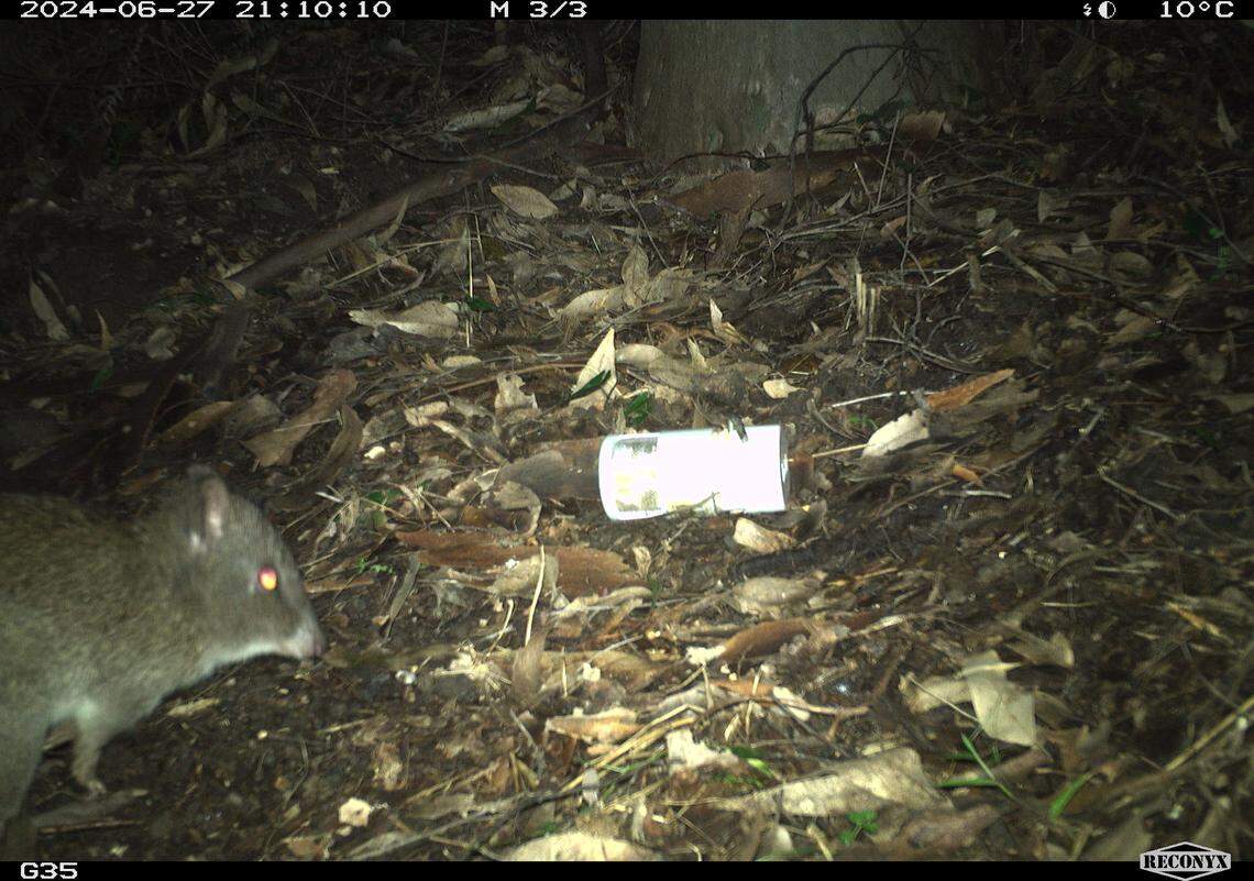 The long-nosed potoroo seen on a trail camera at Waulinbakh Wildlife Sanctuary.
