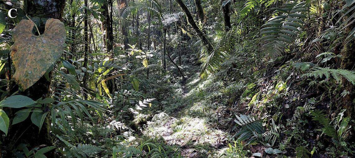 The area where Rhinella kumanday, or the kumanday beaked toad, was found.