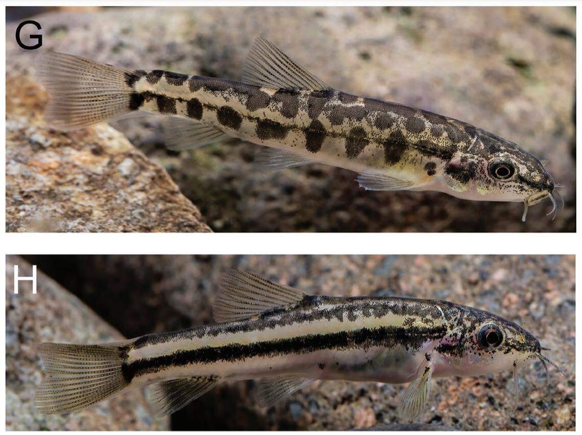 Two Yunnanilus polylepis, or densely scaled Yunnan loaches.