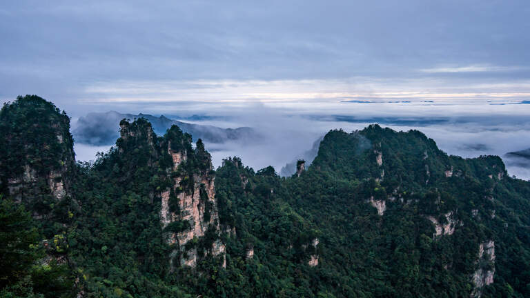 ‘Secretive’ pregnant creature found on mountain in China. It’s a new species