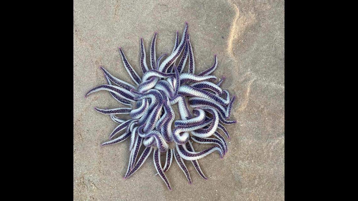 A dog walker spotted an “unusual” animal on a beach in Broome. Photos show the armed anemone, the “most dangerous” of its kind in the country.