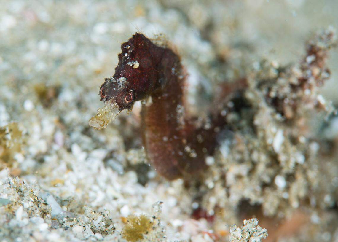 A close-up photo shows a Cylix nkosi, or Sodwana pygmy pipehorse.